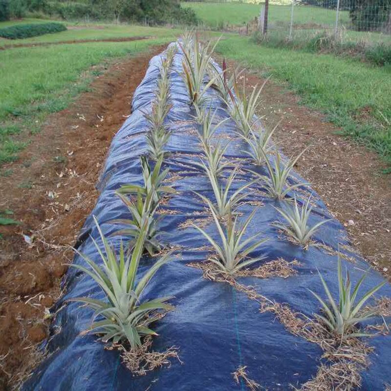 Landscape Fabric Factory - OEM PP/PE Woven Weed Prevent Mat