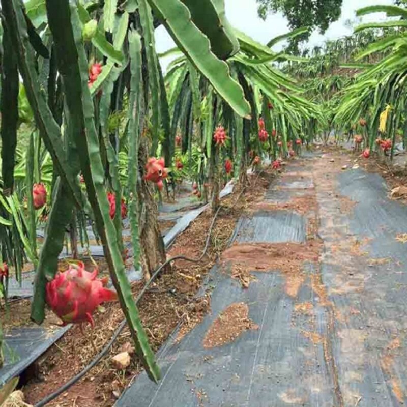 Weed Control Cloth Supplier - OEM PP Woven Membrane Blocker