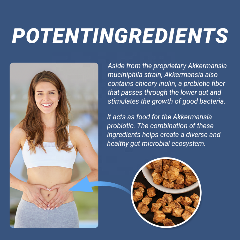 ACORN OEM Private Label Support Gut Health Probiotics Supplements Digestive Health Akkermansia Probiotic Capsules