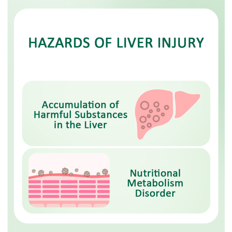 Liver Support Capsules Manufacturer - OEM Pueraria Hovenia Formula