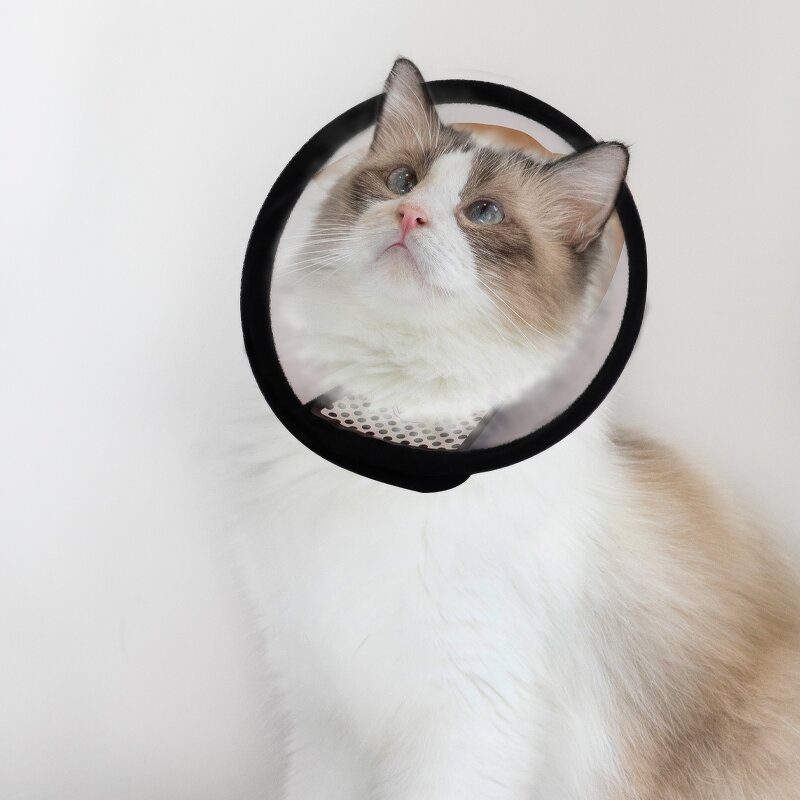 Pet E-Collar Factory - OEM Anti-Bite Lick Wound Healing Plastic