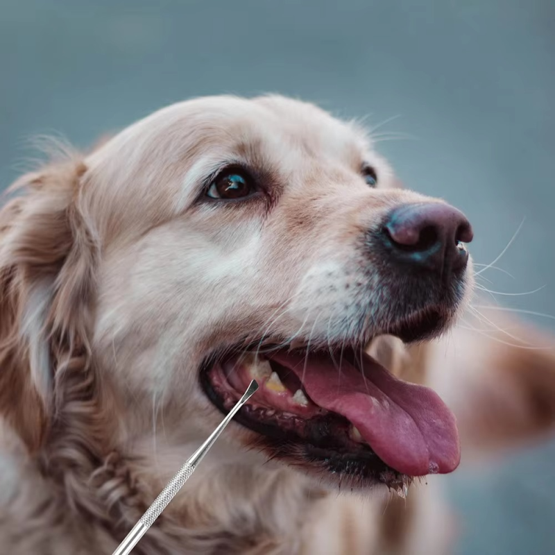 Teeth Cleaning Kit Factory - Manual Dental Scraper Remover