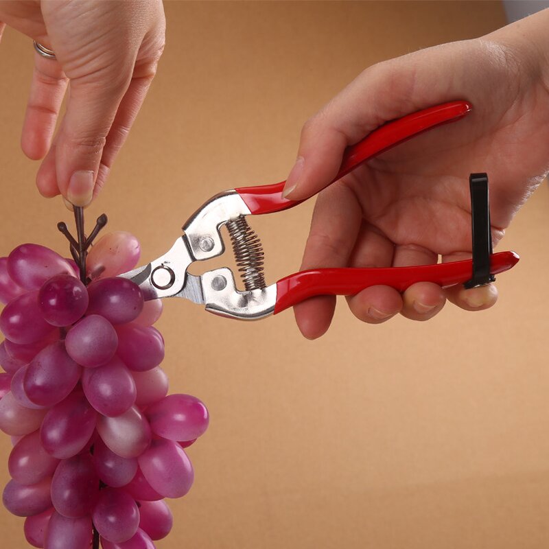 Fruit Shears Manufacturer - OEM Cheaper Thin Fine Branch Gardening