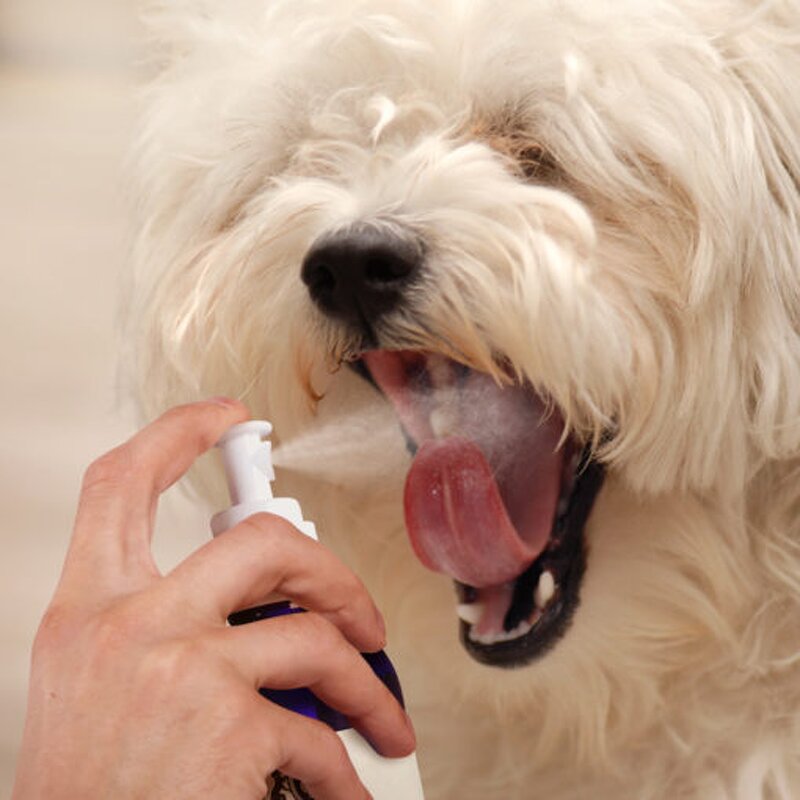 Pet Deodorizer Spray Manufacturer - OEM OEM ODM Cat Dog Deodorizer