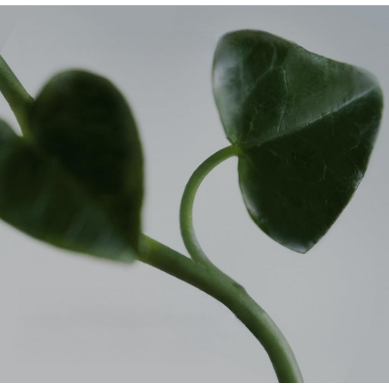 Pore Cleansing Oil Factory - Custom Heartleaf Gentle Mild Cleanser