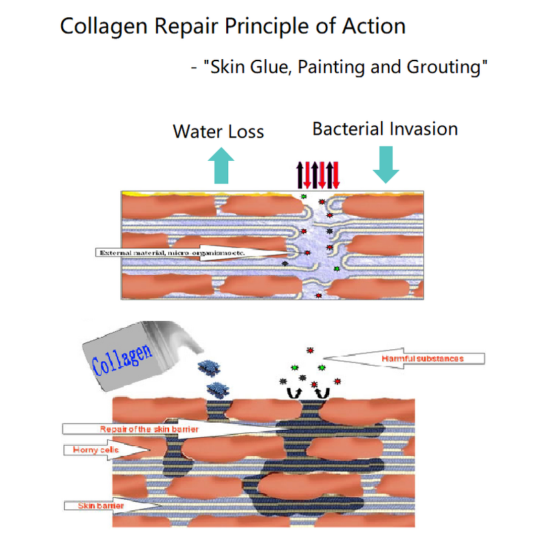 Peony Extract Facial Cream Manufacturer - OEM Plant Best Anti Aging