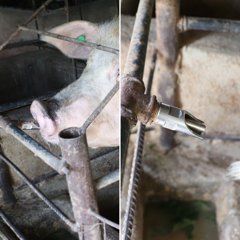 Pig Drinking Fountain Manufacturer - OEM Various Type Stainless Steel Automatic Nipple