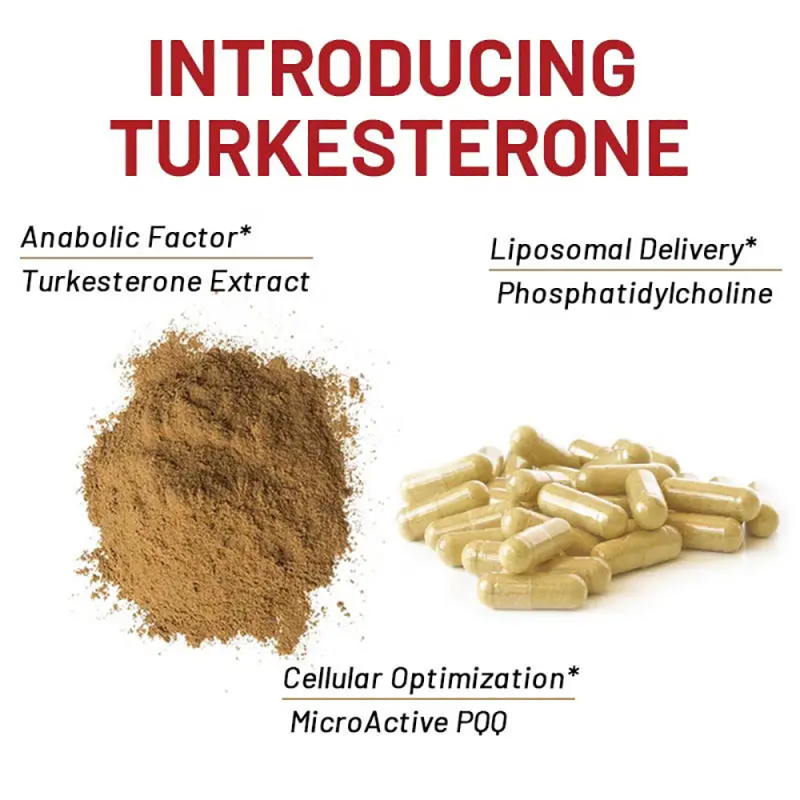 Turkesterone Capsules Manufacturer - OEM/ODM 500mg Muscle Building Supplement