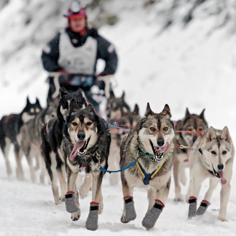 Dog Shoes Factory - Wholesale Customized Winter Fashion Breathable