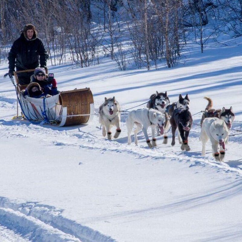 Dog Socks Manufacturer - Anti Slip Small Winter Adjustable Straps