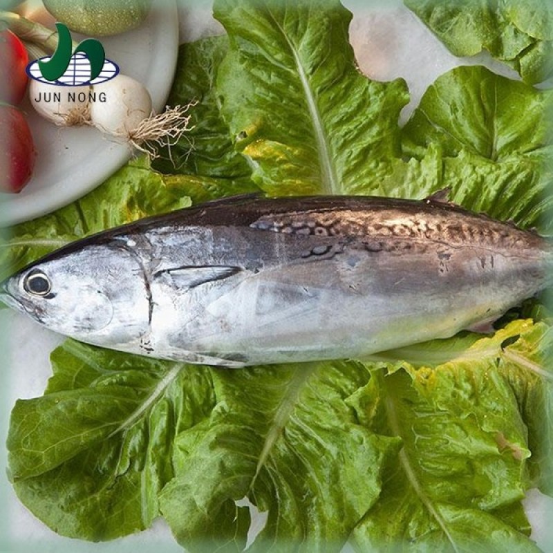 Organic Tomato Sauce Canned Sardines Manufacturers Sale-Seafood Product