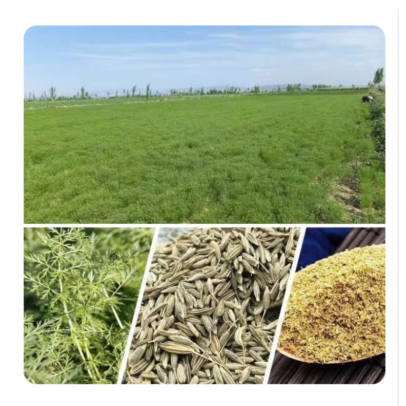 HUARAN Natural Cumin New Crop Dried Cumin Single Herbs  Seasoning Spices Cumin Seeds