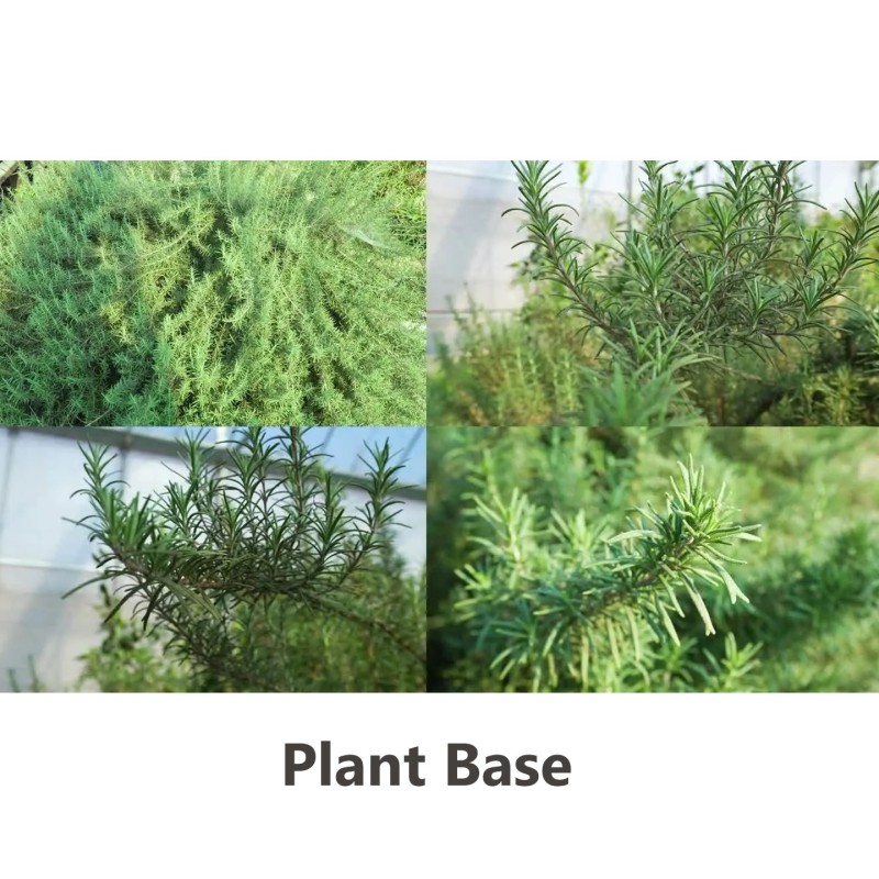 Wholesale Spices Strip Rosemary Chinese Premium Natural Dry Herbs Rosemary Leaves Dried Rosemary