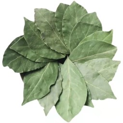 Bay Leaf Export Wholesale Price High Quality Green Color Bay Leave