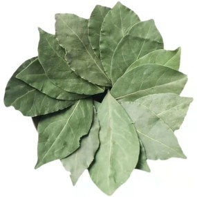 Bay Leaf Export Wholesale Price High Quality Green Color Bay Leave