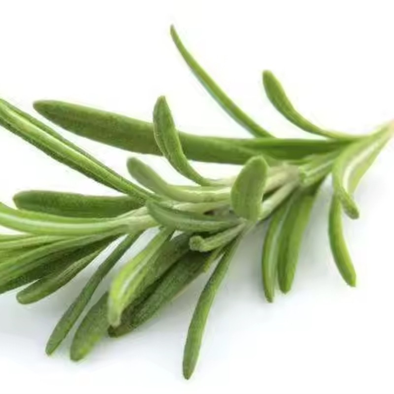 Factory Price Dried Rosemary Leaves Wholesale Price Bulk Herbs Rosemary for Cooking Spices Seasoning