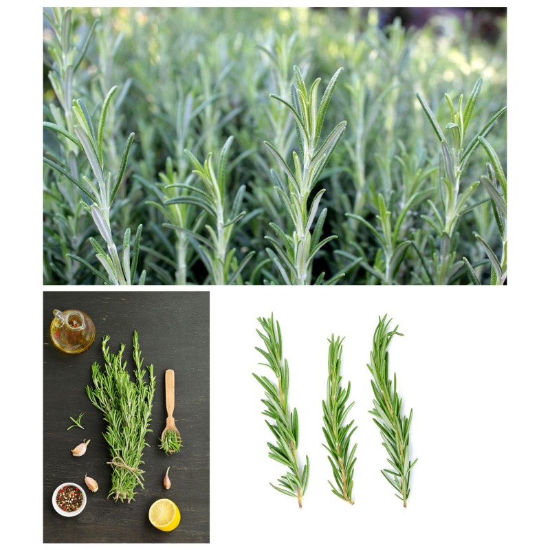 Wholesale Spices Rosemary  Leaves for Cooking  Bulk Herbs Seasoning  High Quality  Dried Rosemary