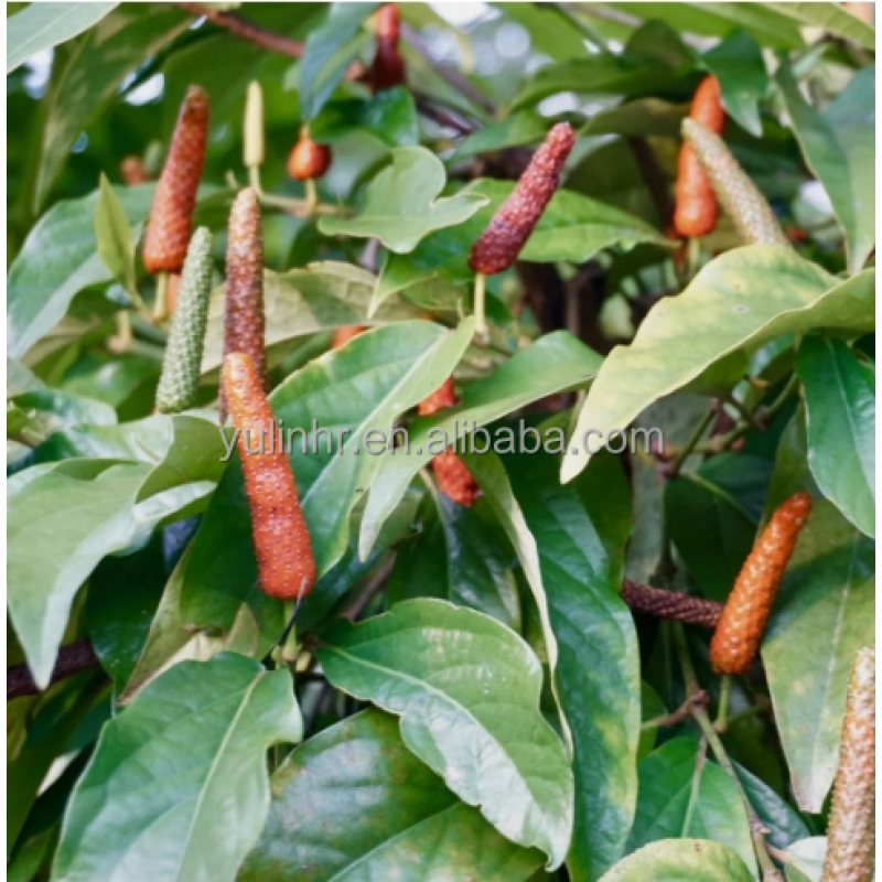 Dried Long Pepper Herbal Powder All-Natural Healthy Food Wholesale Spice  Long Pepper