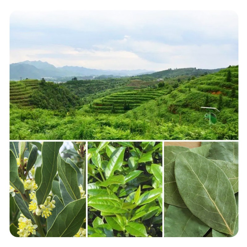 Dried Bay Leaves Whole  Well Dried High Quality Wholesale Spices Laurel Leaf