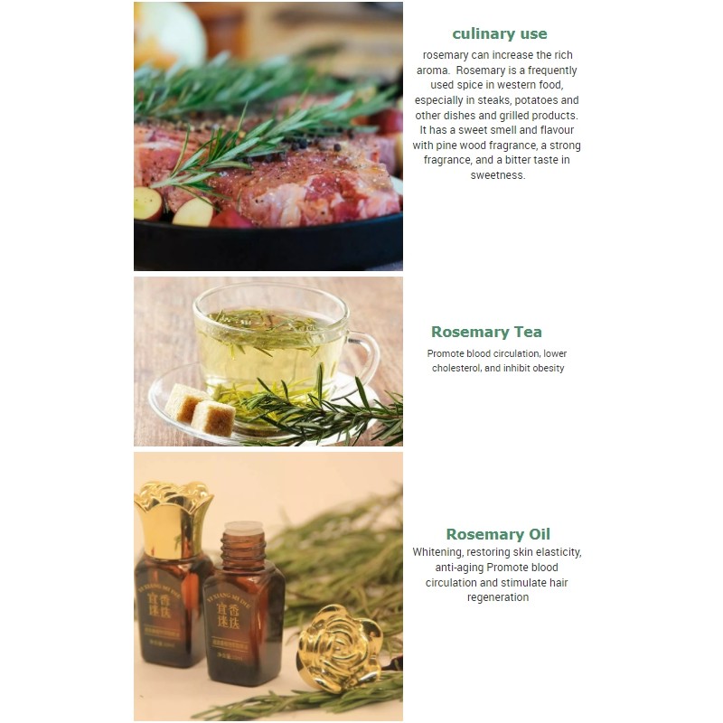 Wholesale Spices Rosemary  Leaves for Cooking  Bulk Herbs Seasoning  High Quality  Dried Rosemary