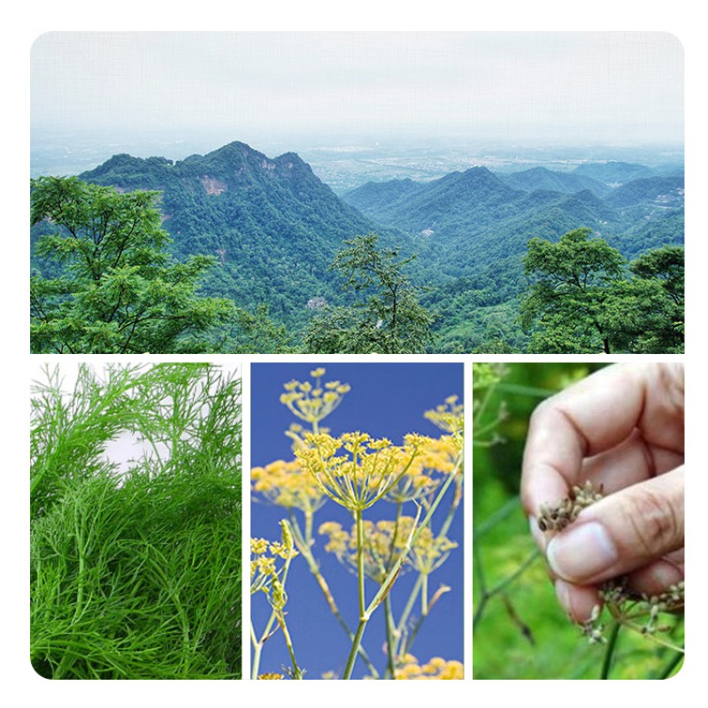 Organic Fennel Seeds Wholesale Spices 100% Natural High Quality Fennel Seeds Seasoning Spice