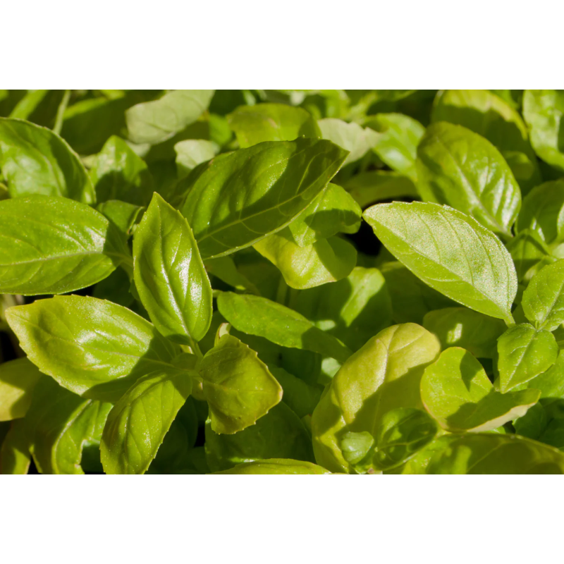 Natural Loose Sifted Spice Holy Basil Leaf Cut for Sale Wholesale Spices Dried Basil Leaves