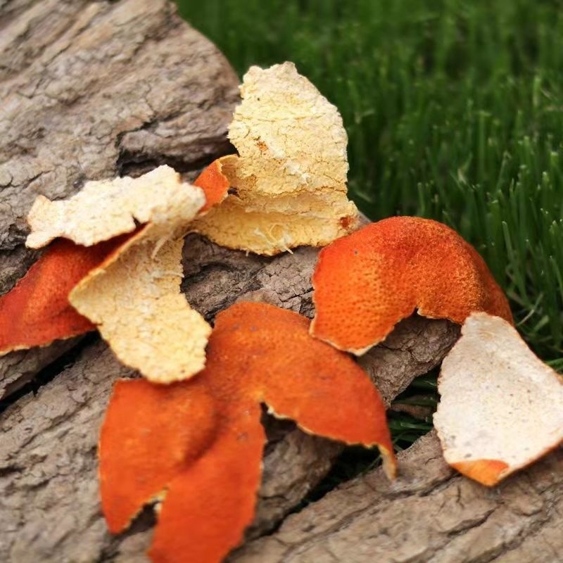 China Cheap Price Dried Tangerine Peel Fruit Slice Dried Orange Peel for Herbal Tea