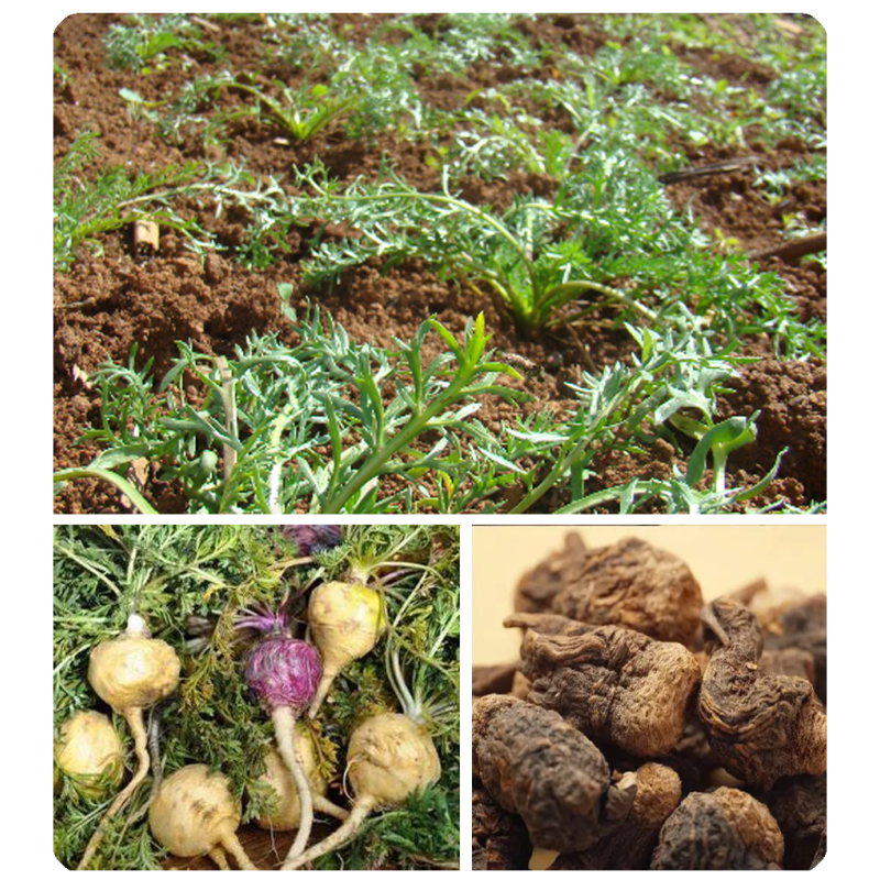 Wholesale Maca Root Extract Black Maca High Quality Pure  Powder Dried Black Maca Herbal Tea