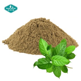 Gymnema Powder Factory - 25% 50% 75% Gymnemic Acids Leaf