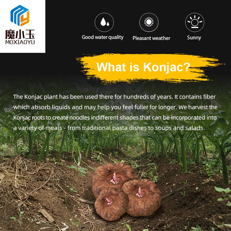 Konjac Spaghetti Manufacturer - Custom Low Carb Low GI Oat Noodles