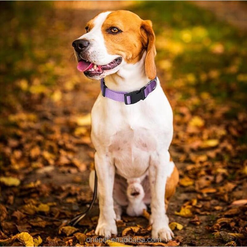 Dog Collar Manufacturer - Soft Padded Nylon Collar