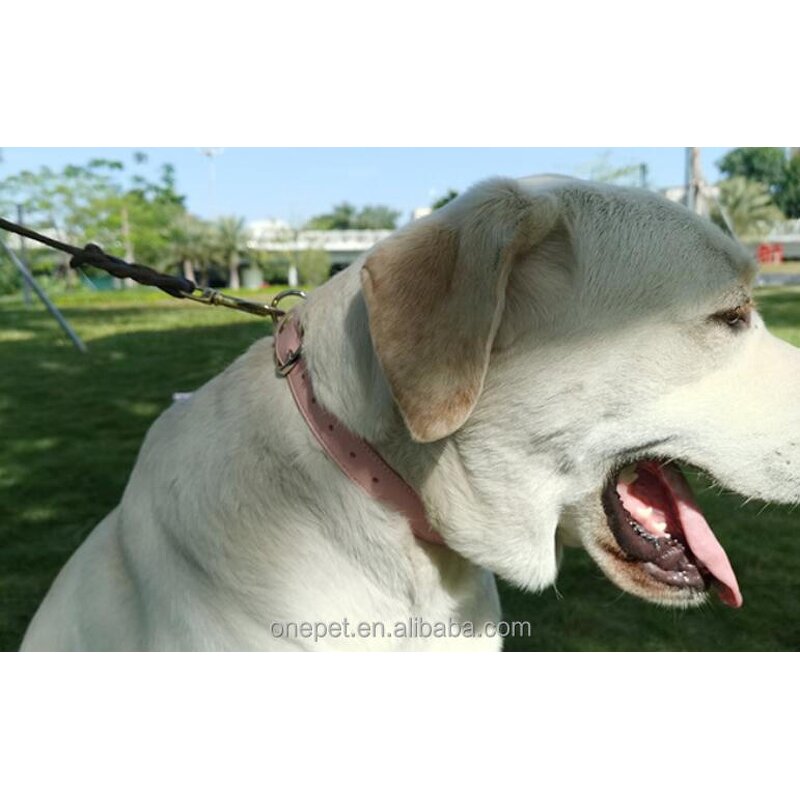 Leather Dog Collar Manufacturer - Quick Release Collar
