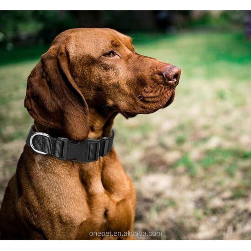 Dog Collar Manufacturer - Soft Padded Nylon Collar