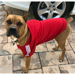 Big Dog Clothes & Raincoat