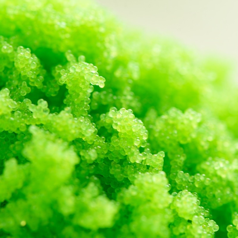 Masago Roe Factory - Gaishi Food Quality Sushi Topping