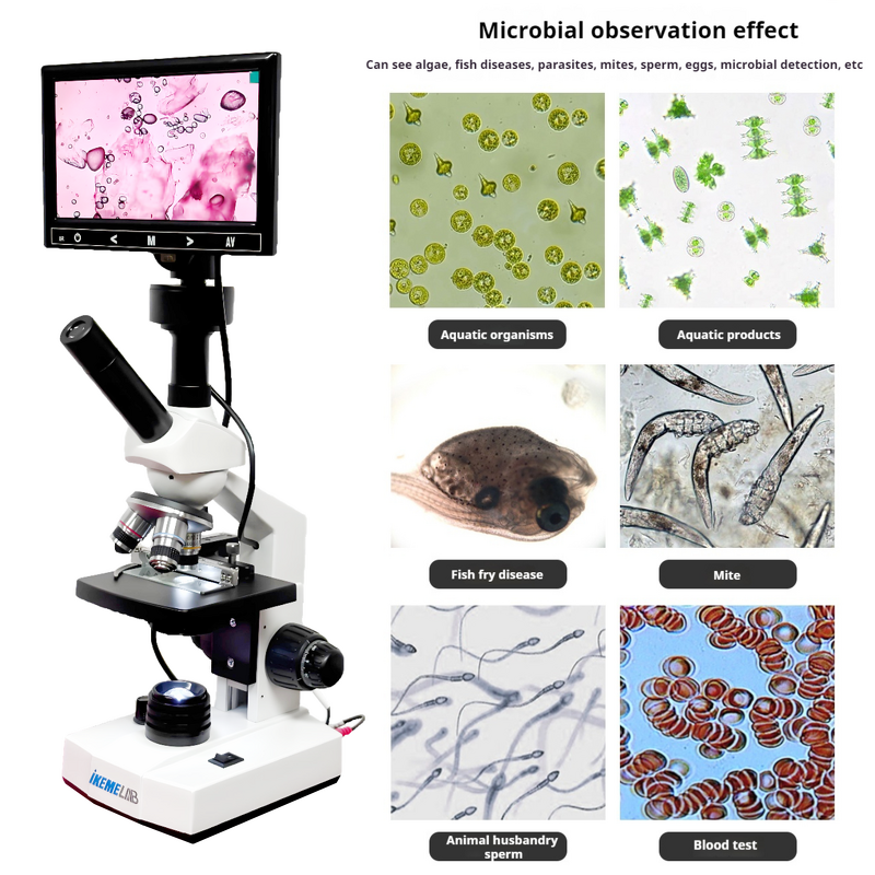 Microscope Manufacturer - Medical Cell Studies HD 640x Digital Binocular