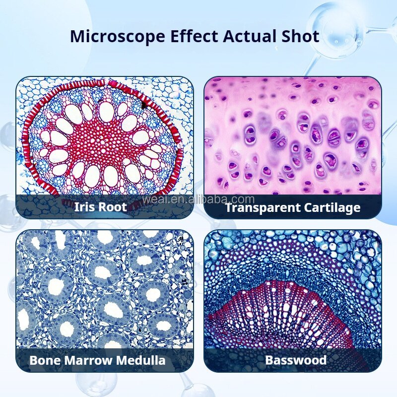 Microscope Manufacturer - 5000x Medical School Dental Biology Digital
