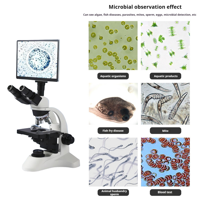 Microscope Manufacturer - Microscopio Dental 1000X-1600X with LCD Screen