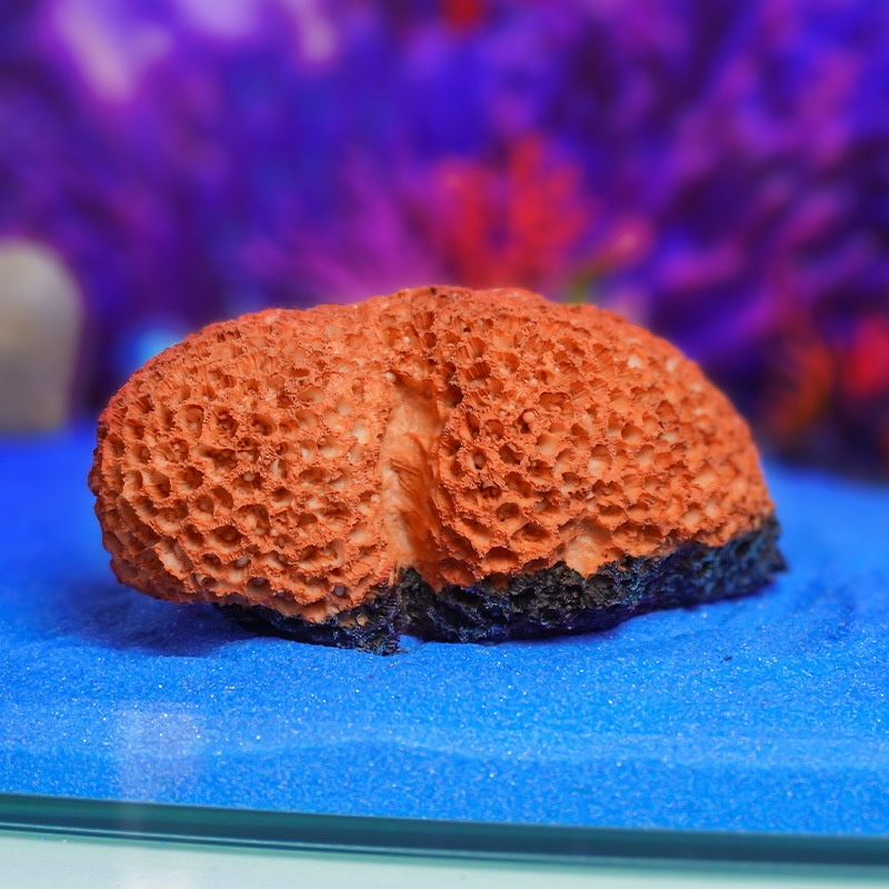 Coral Reef Ornaments Manufacturer - Hot Selling Resin Seabed Aquatic Plants Shelter House for Fish Tank Aquarium Decor