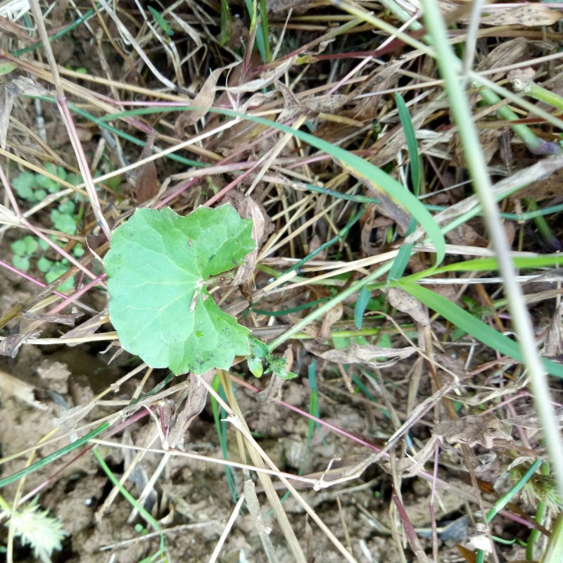 Cat's-foot Herb Factory - Health Care Tea Raw Material Dried Hydrocotyle Asiatica