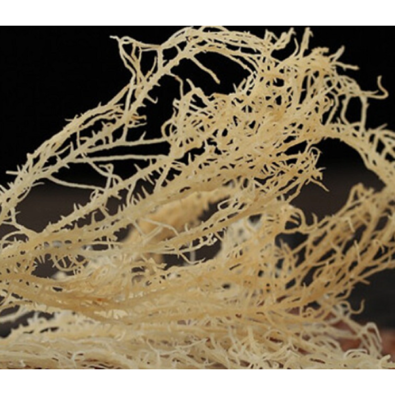 Sea Moss Supplier - 1kg Cheap Price Wild Dried Edible Irish Sea Moss
