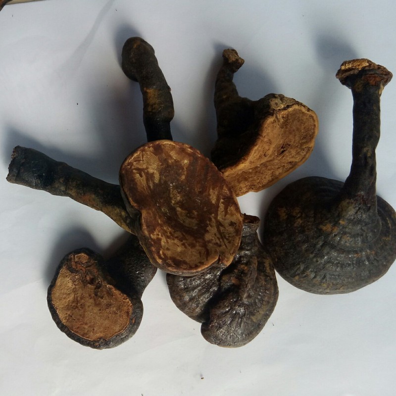 Ganoderma Mushroom Manufacturer - Hot Sale Health Food Ganoderma Cochlear Whole