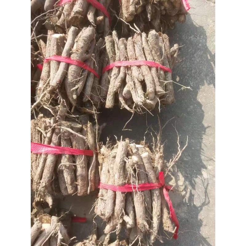 Paulownia Roots Supplier - Chinese Pavement Tree Fresh Live Paulownia Roots