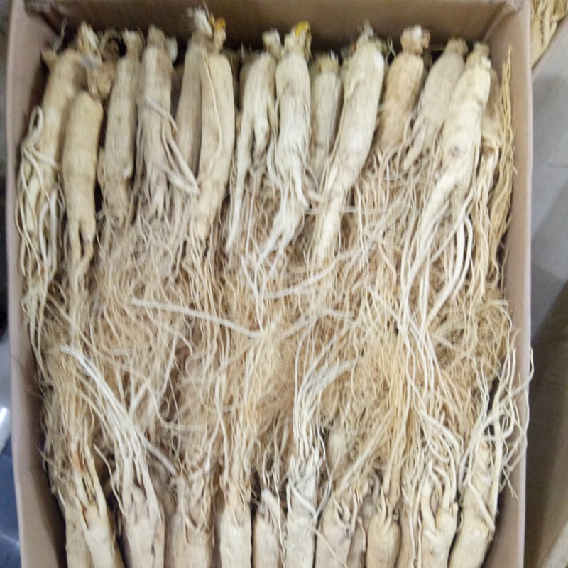 White Ginseng Root Factory - ISO9001 Certified Big Size Raw Dried Processing