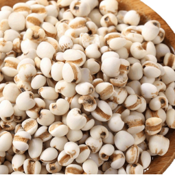 Job's Tears Factory - Dried New Wholesale Job's Tears Fruits Coix Seed