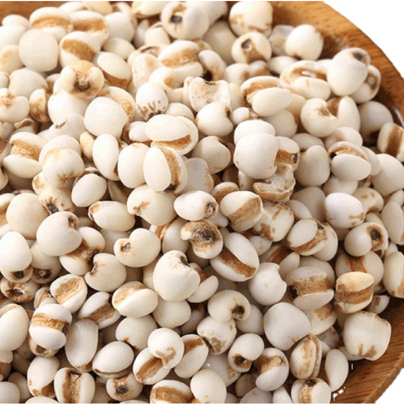 Job's Tears Factory - Dried New Wholesale Job's Tears Fruits Coix Seed