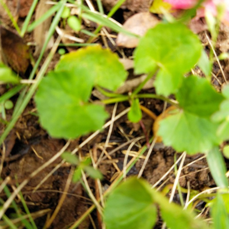 Gotu Kola Leaf Manufacturer - Natural Dried Asiatic Pennywort Herb Tea