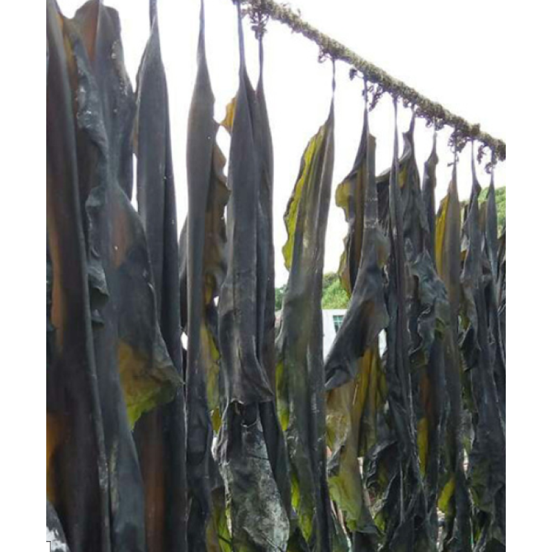 Kelp Manufacturer - Dried Whole Laminaria Algae Bulk Supply Thallus