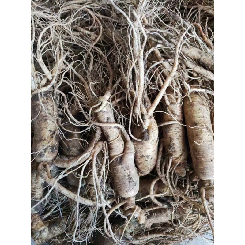 White Ginseng Root Factory - ISO9001 Certified Big Size Raw Dried Processing