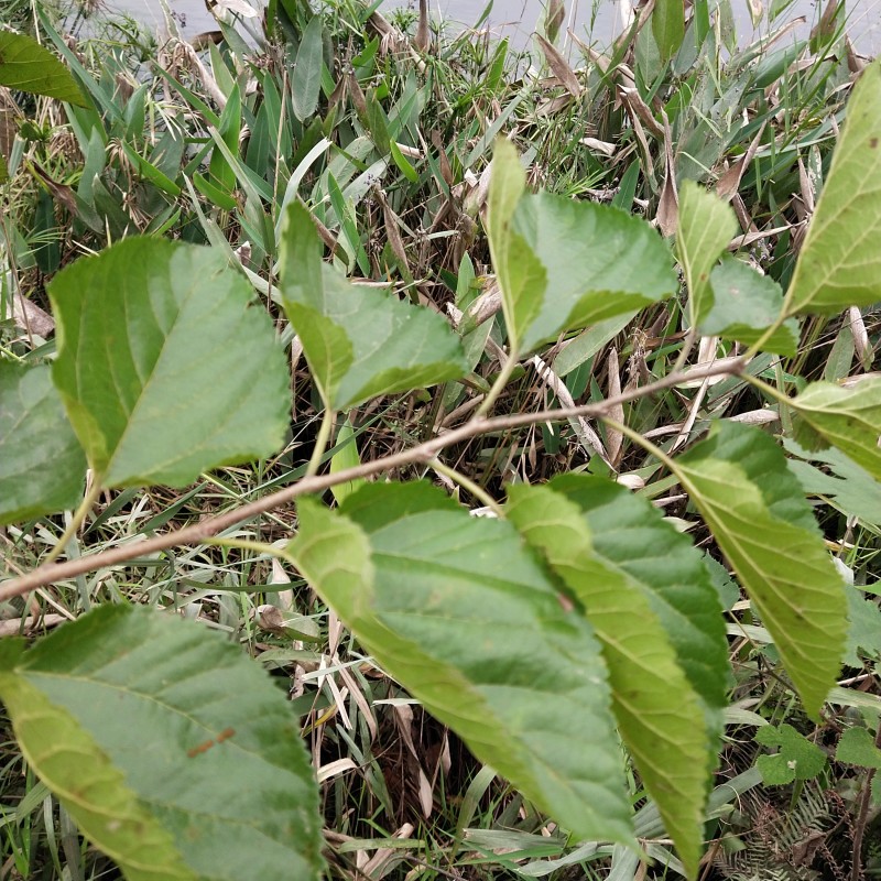Mulberry Leaf Tea Manufacturer - Natural Raw Whole Dried Morus Alba Leaves
